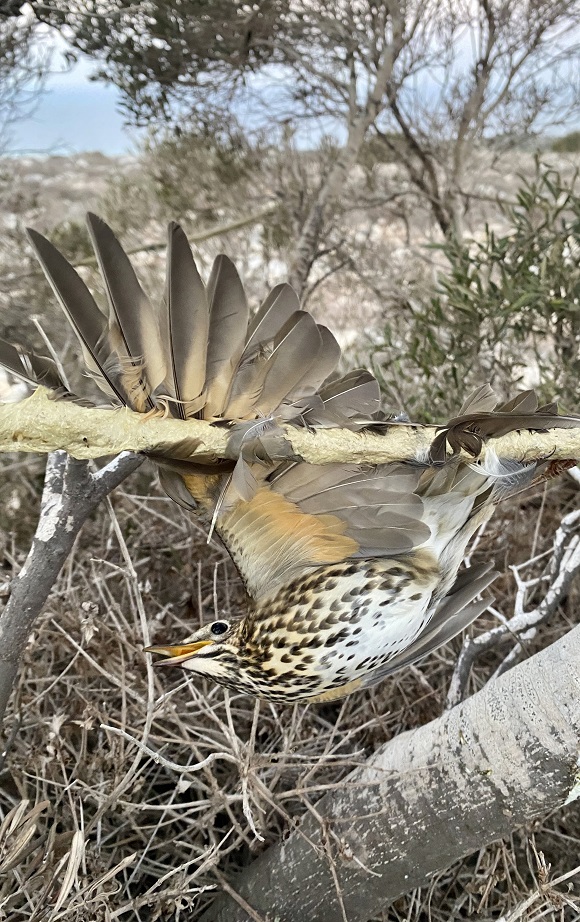 Republic of Cyprus: Report # 5 from the Autumn Bird Protection C
